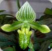 Paph. venustum album